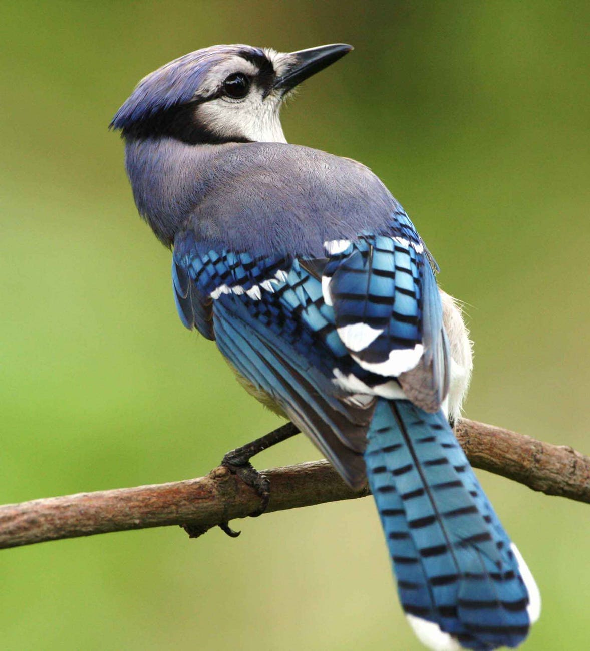 bird-blue-cristata-cyanocitta-45851.jpeg