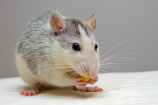 rat-pets-eat-51340.jpeg